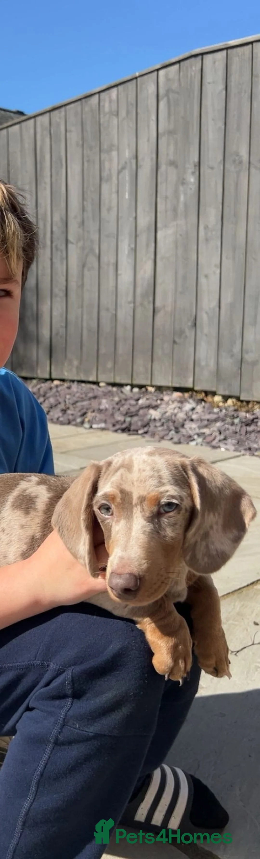 Dachshund dogs for sale: Pedigree miniature dachshund  - Advert 1