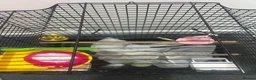 Budgerigars birds for sale: BIRD CAGE  - Advert 2