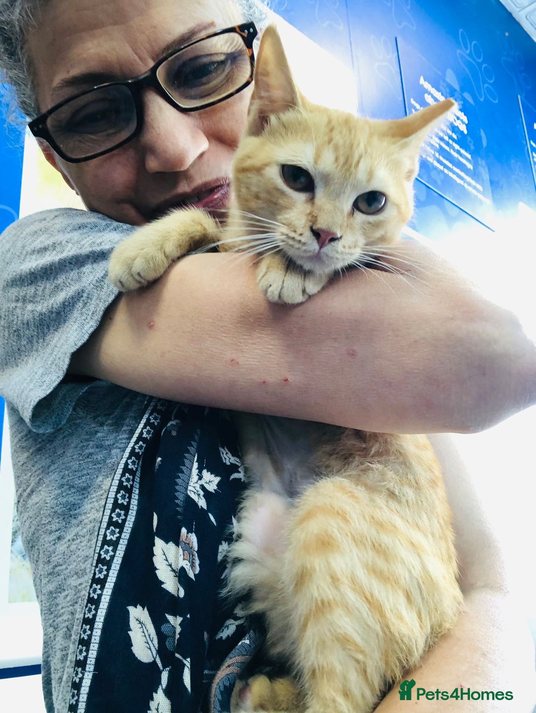 Mixed Breed cats for adoption: TIKI - RARE GINGER GIRL-FULL OF PERSONALITY & FUN  - Advert 3