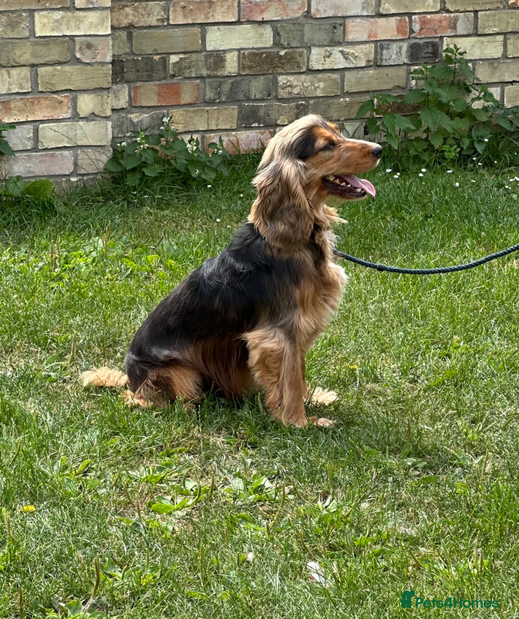 Cocker Spaniel dogs Beautiful show type Cocker Spaniels - Advert 2