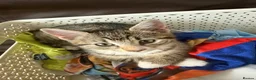 Domestic Shorthair cats for sale: 3mo Kittens: Vet Checked & Litter Trained - Advert 15