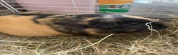 Guinea Pig rodents for sale: Chichester- 2 female guinea pigs for sale £30  in Chichester - Advert 4
