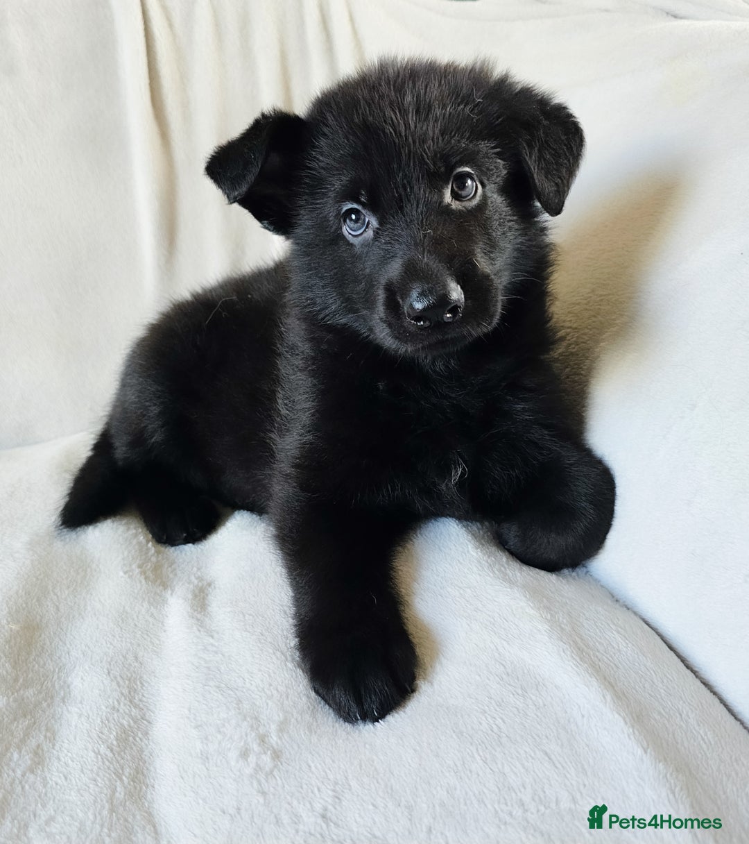 German Shepherd dogs for sale: ✴️3 purebred KC registered straight back GSP's✴️ - Advert 3