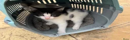 Mixed Breed cats for sale: Kittens ready for collection ASAP - Advert 6