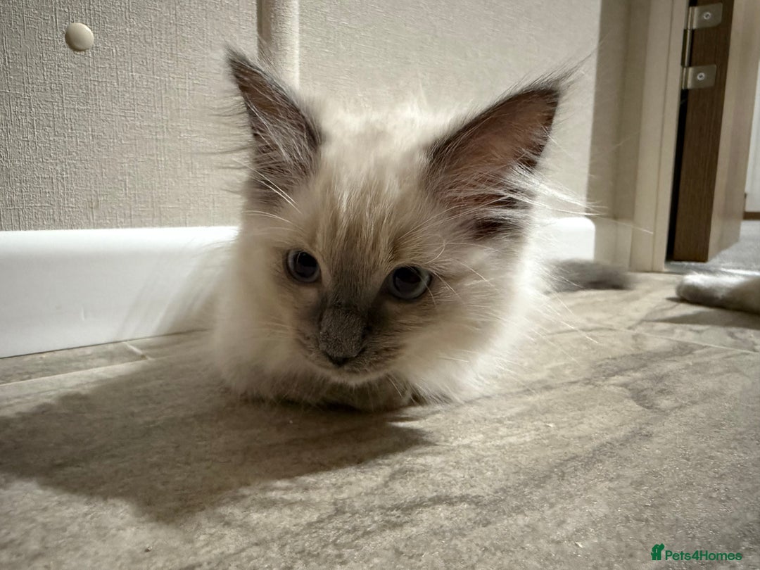 Ragdoll cats for sale: Ragdoll kittens in Birchington - Image 16