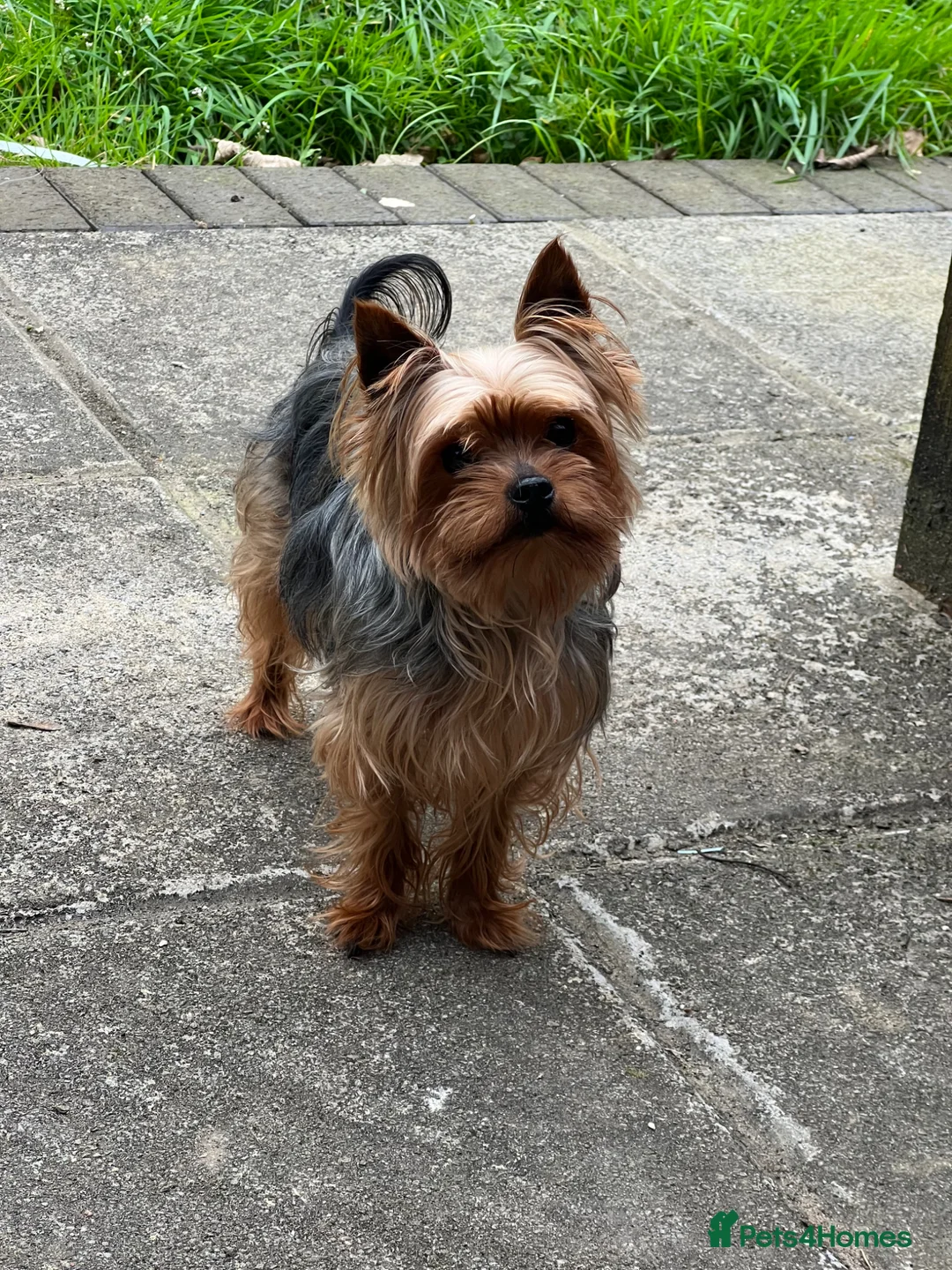 Yorkshire Terrier dogs for stud: Yorkshire terrier for stud (proven) - Advert 1