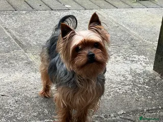 Yorkshire Terrier dogs Yorkshire terrier for stud (proven) - Advert 9