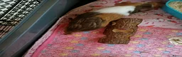 Guinea Pig rodents for sale: 2 male guinea pigs  in Oldham - Advert 3