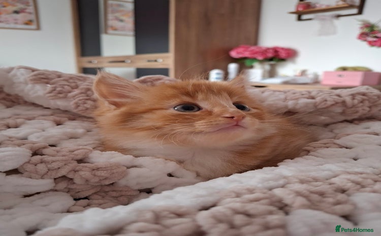 Maine Coon cats - Advert 1