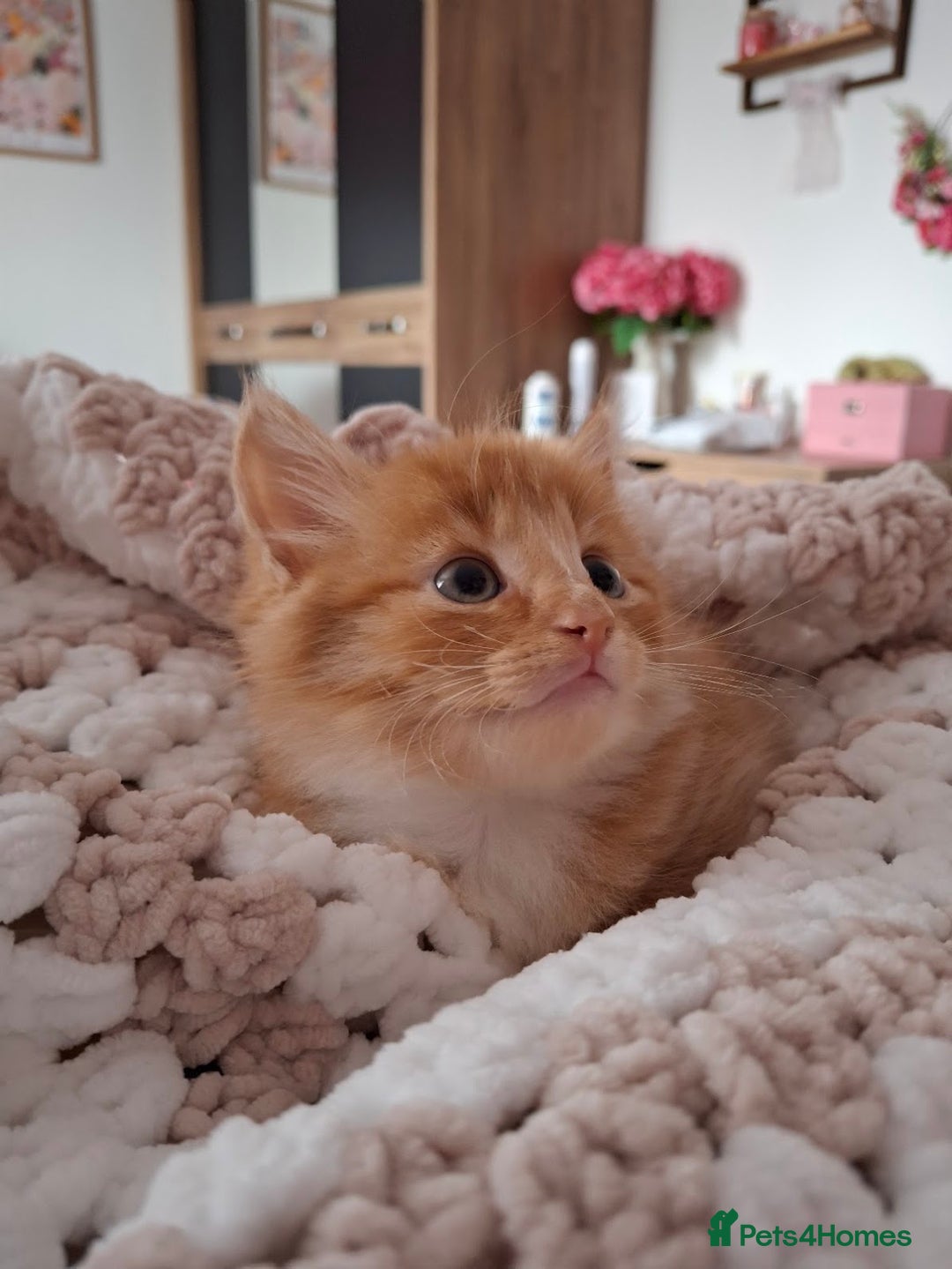 Maine Coon cats for sale: Absolutely Beautiful Half Maine Coon Male Kitten - Image 1
