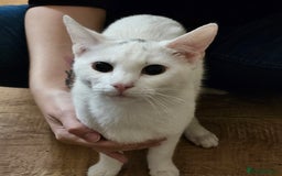 Turkish Angora cats for sale: Turkish Angora kittens  - Image 5
