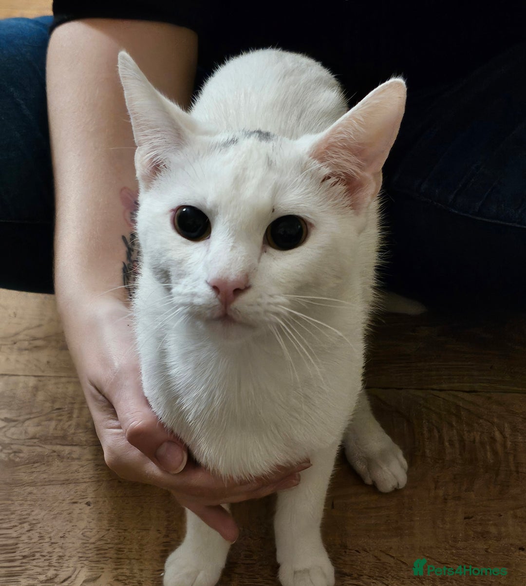 Turkish Angora cats for sale: Turkish Angora kittens  - Image 5