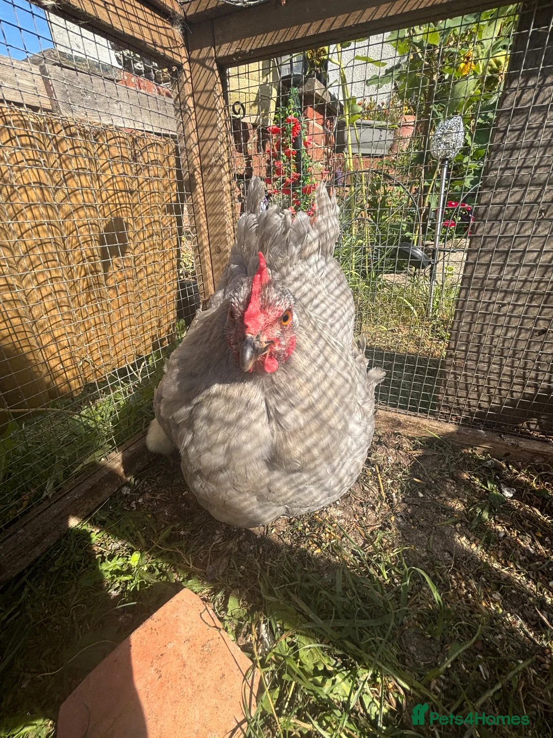 Chickens poultry for sale: 2 Hens and 5 chicks  - Advert 2