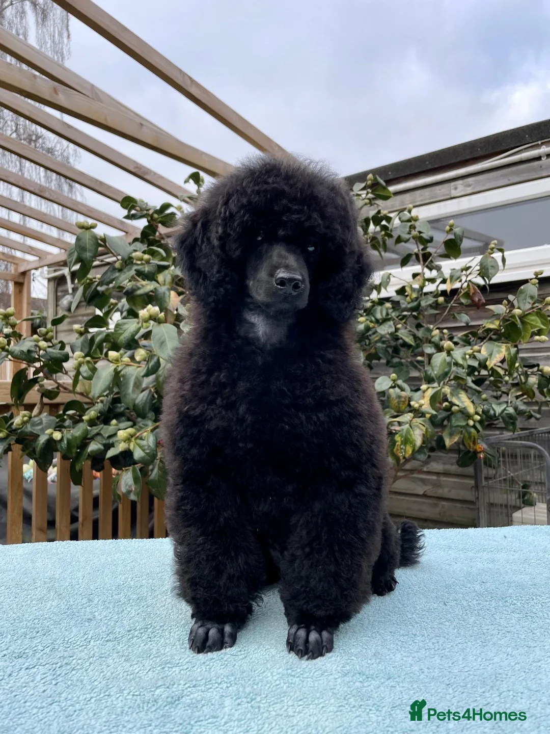 Miniature Poodle dogs for sale: Miniature Poodle – A Young Dog of Distinction - Advert 11
