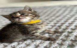 American Shorthair cats for sale: 🌟Adorable kittens now ready 4 forever home🌟 - Image 13