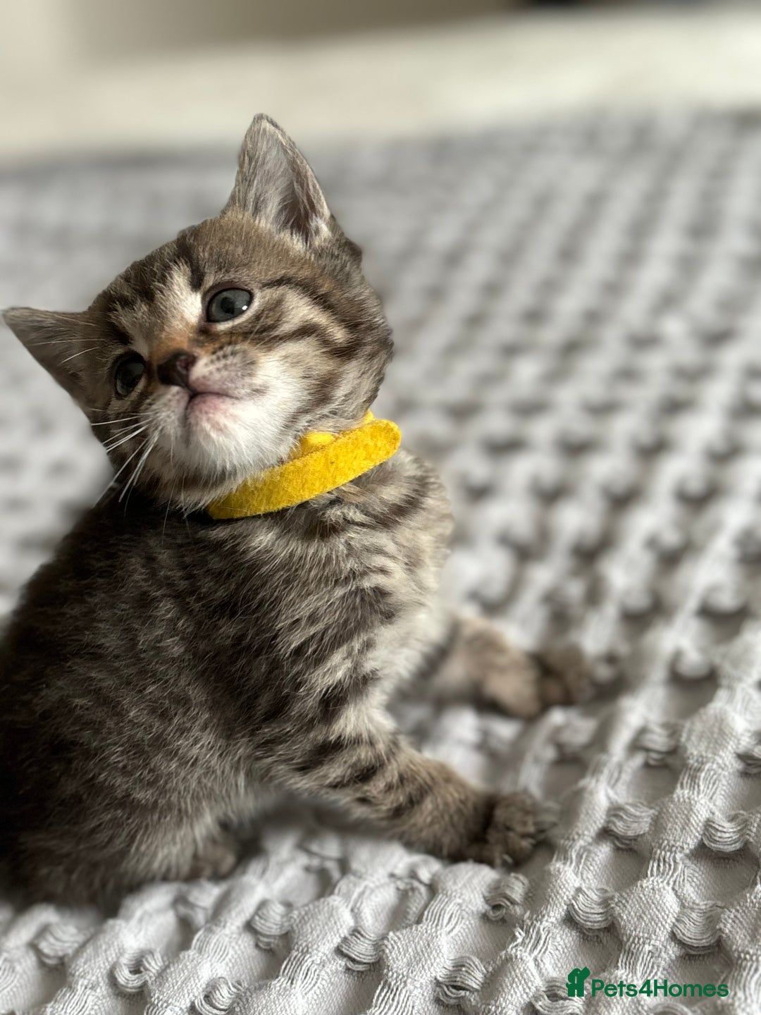 American Shorthair cats for sale: 🌟Adorable kittens now ready 4 forever home🌟 - Image 13