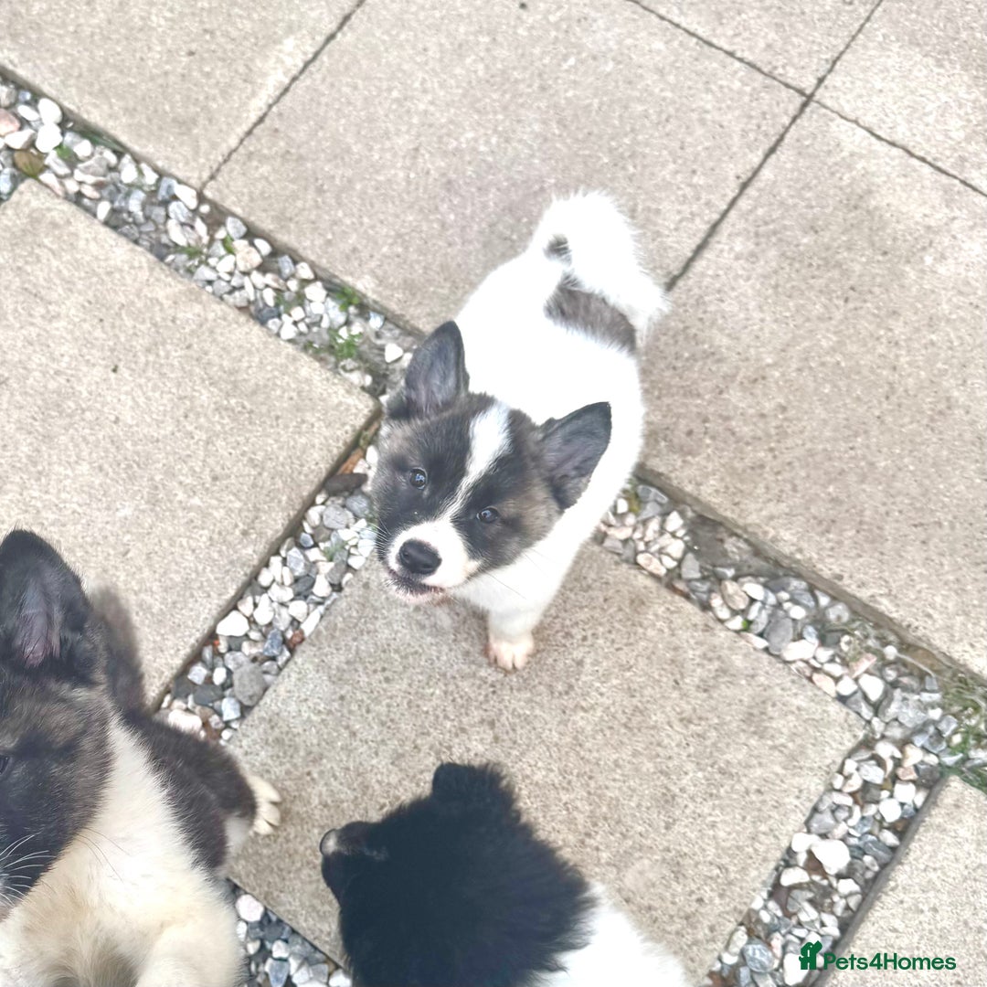 Akita dogs for sale: Quality Family Raised American Akita Puppies - Advert 18