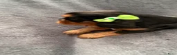 Cavalier King Charles Spaniel dogs for sale: Sweet RKCR Cavalier King Charles Spaniel Puppies - Advert 15