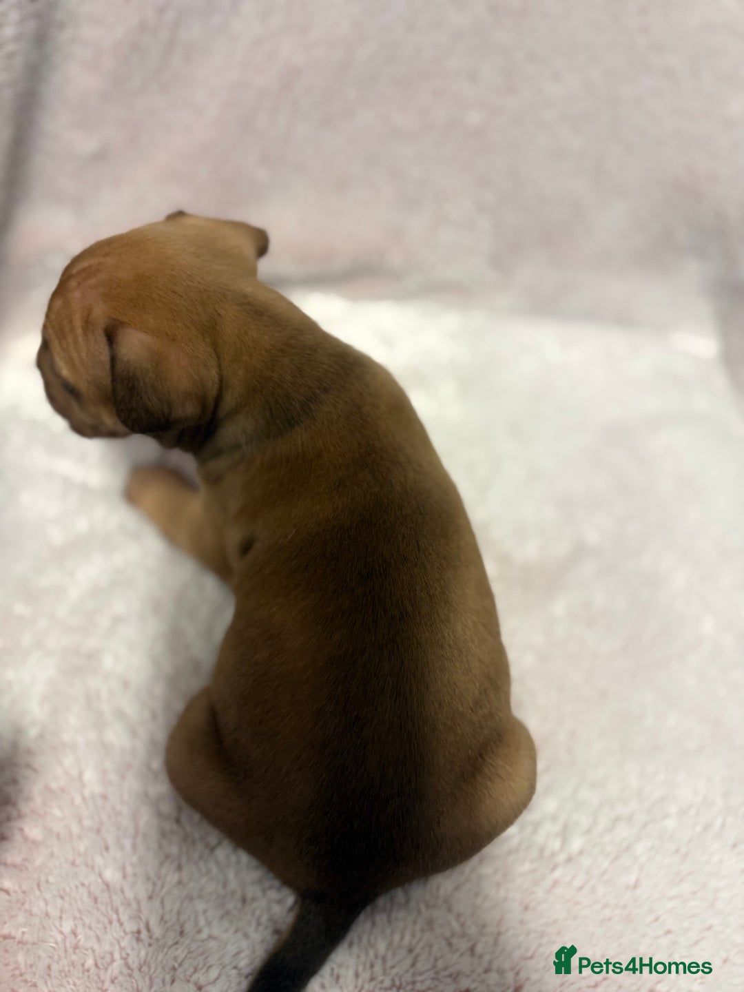 Mixed Breed dogs for sale: Cane Corso mixed  - Advert 10