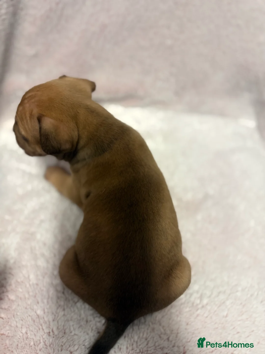 Mixed Breed dogs for sale: Cane Corso mixed  - Advert 19