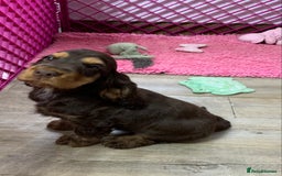 Cocker Spaniel dogs for sale: 5* LICENSED READY KC SHOW H/TESTED PUPPIES  - Image 8