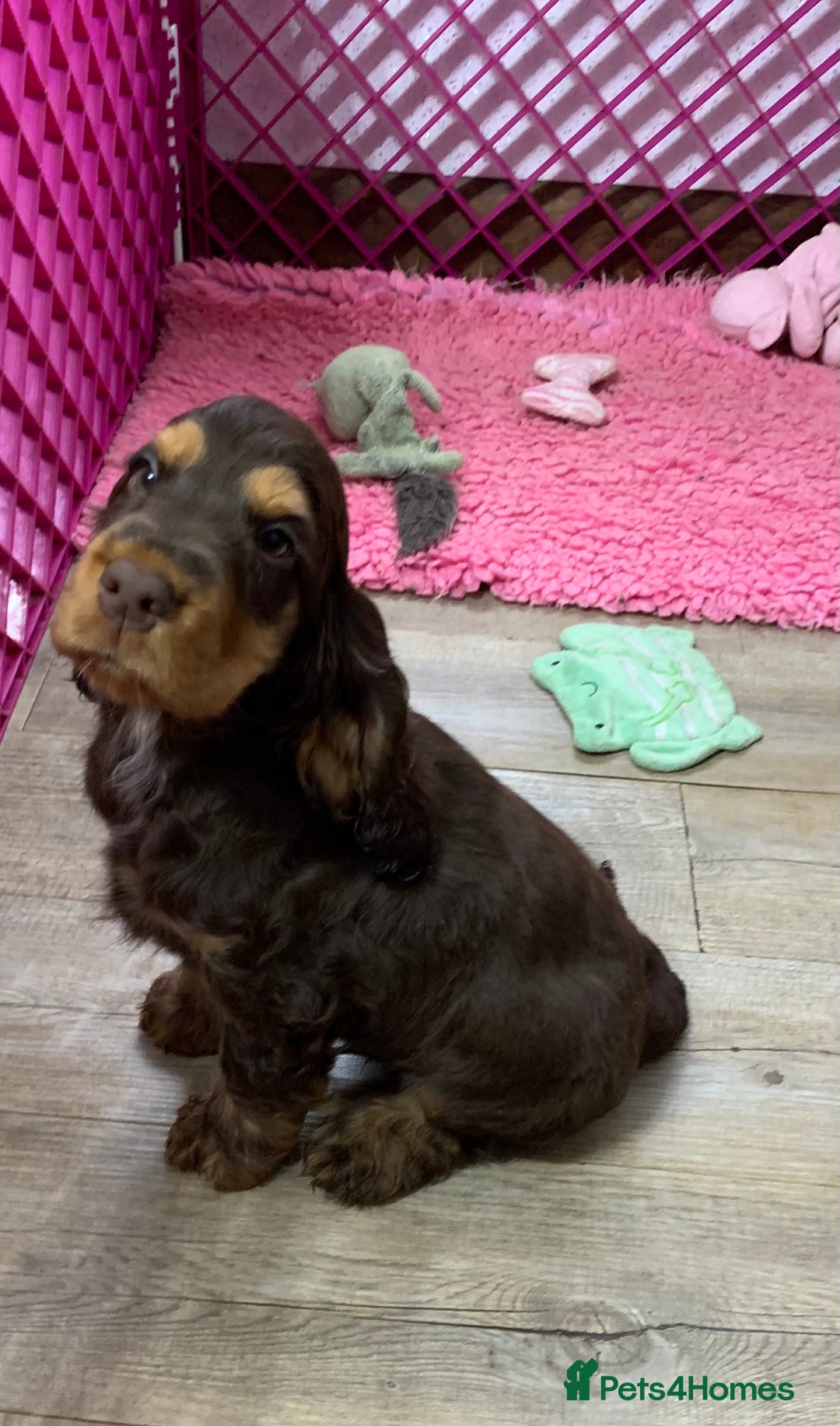 Cocker Spaniel dogs for sale: 5* LICENSED READY KC SHOW H/TESTED PUPPIES  - Image 8