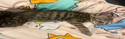 Mixed Breed cats for sale: Gorgeous tabby kitten available  - Advert 1