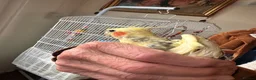 Parakeets birds for sale: Parakeet (including cage and all accessories)  in Ebbw Vale - Advert 7