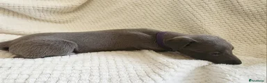 Whippet 3