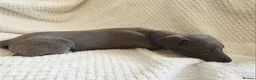 Whippet dogs for sale:  Beautiful blue whippet pups ror sale - Advert 11