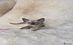 Devon Rex cats for sale: Devon Rex. 3 girls bominant blue eyes. All guts  - Image 17