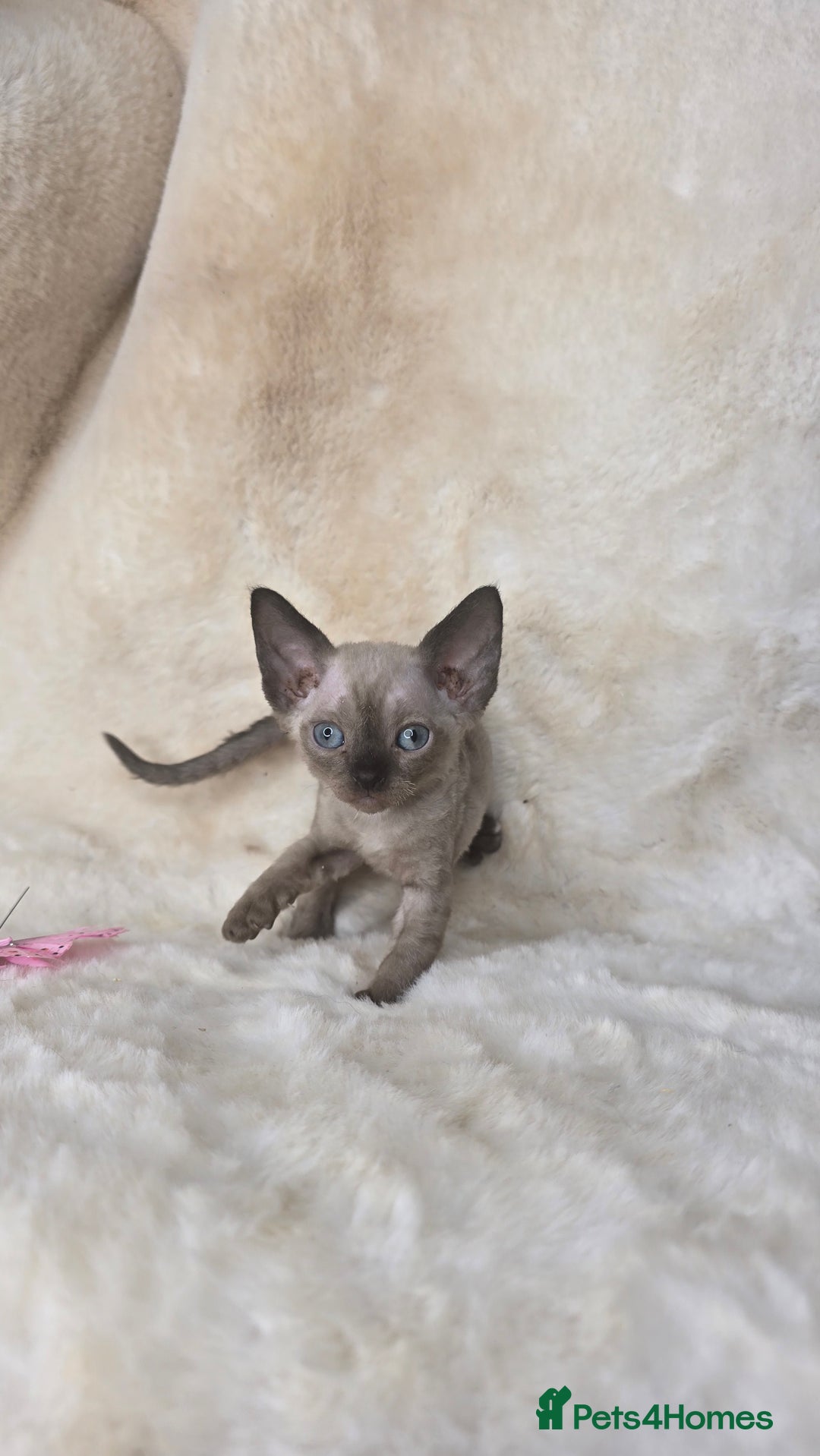 Devon Rex cats for sale: Devon Rex. 3 girls bominant blue eyes. All guts  - Image 17