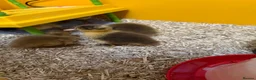 Ducks poultry for sale: Indian Runner Ducklings and other breeds  in Frodsham - Advert 6