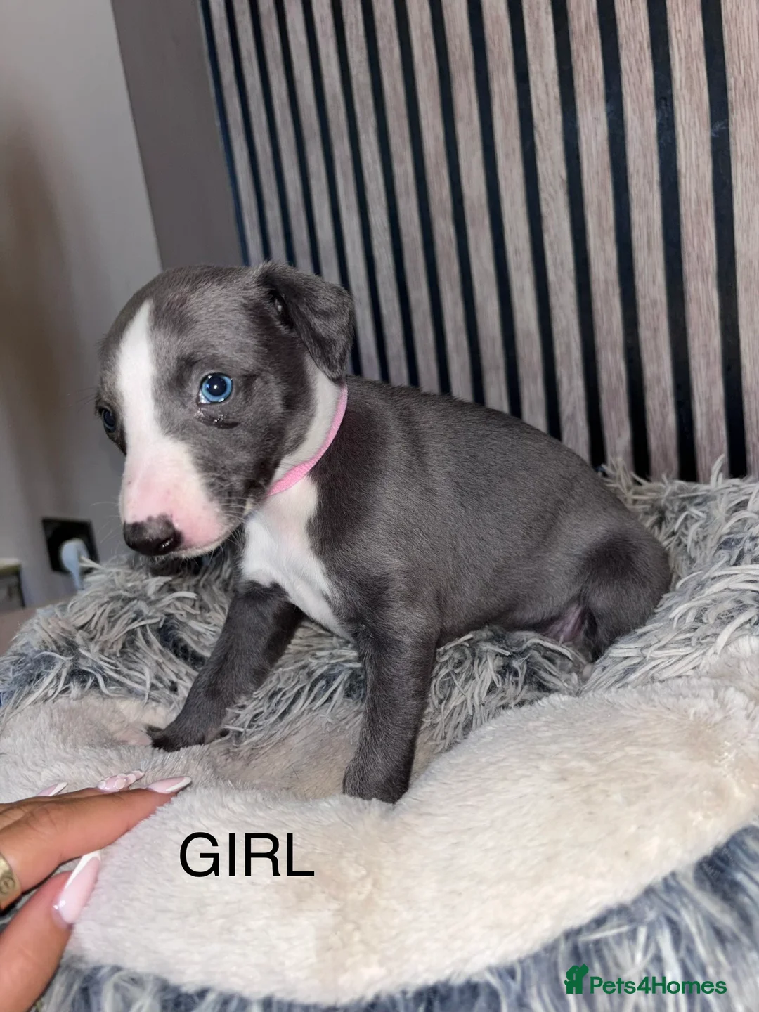 Whippet dogs for sale: Whippet puppies  - Advert 2