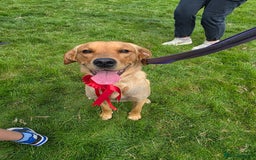 Goldador dogs for sale: 12 month old Luna - Image 4
