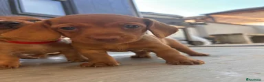 Miniature Dachshund Puppy 1
