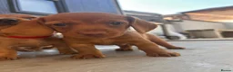 Miniature Dachshund dogs for sale: Miniature dachshund puppies - Ready Now!   - Advert 26