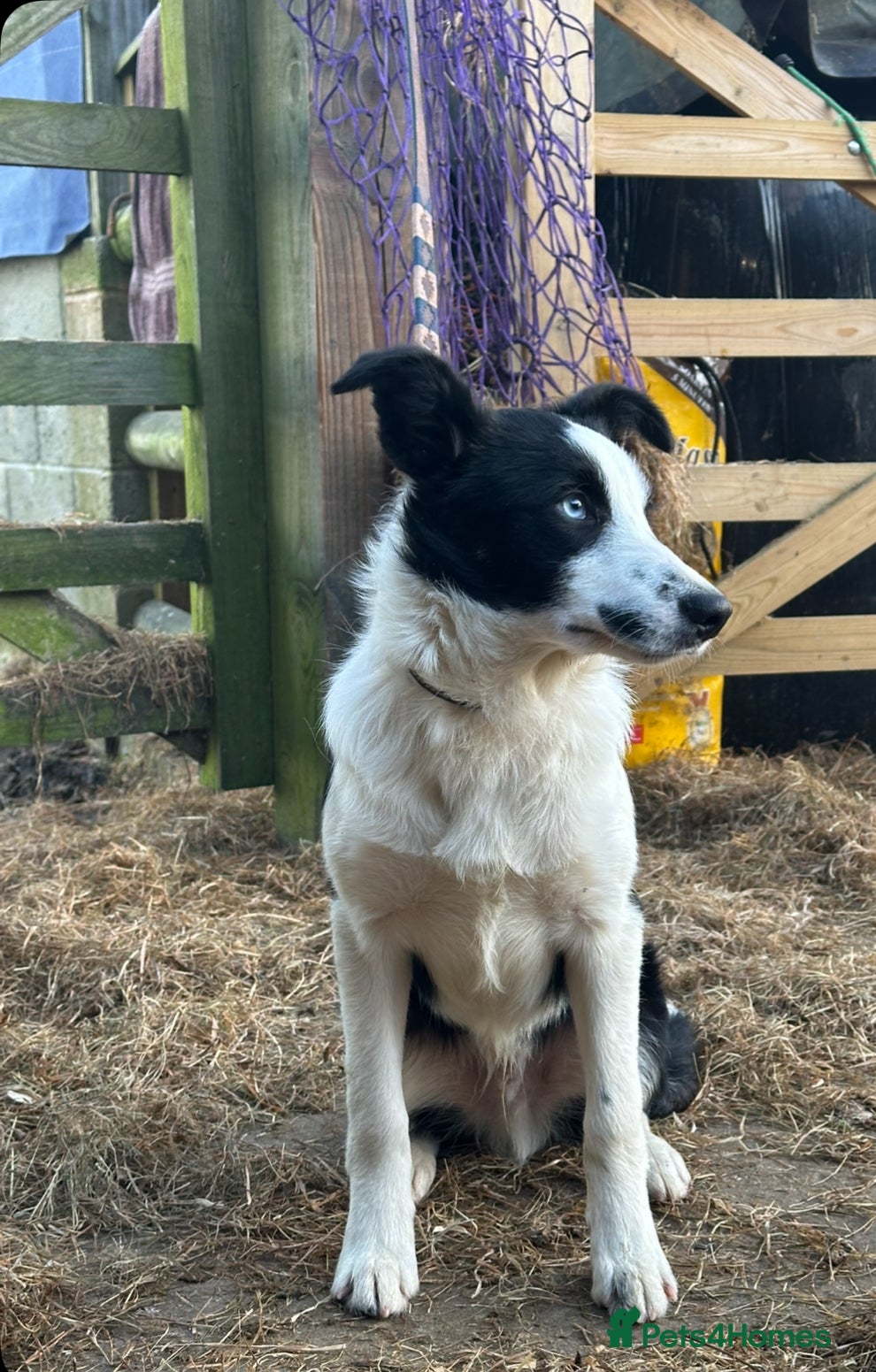 Border Collie dogs  isds reg border collie - Advert 6