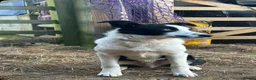Border Collie dogs for sale:  isds reg border collie in Bideford - Advert 1