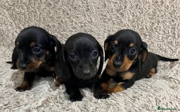 Dachshund dogs for sale: Miniature Dachshund sausage dog puppies - Image 3