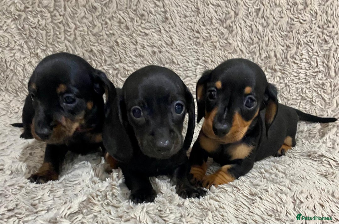 Dachshund dogs for sale: Miniature Dachshund sausage dog puppies - Image 3