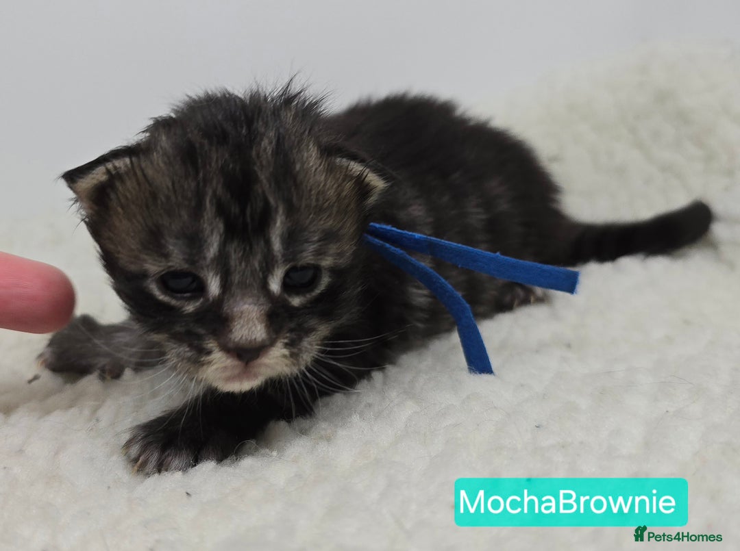 Maine Coon cats for sale: Maine Coon Kittens (Russian & Golden lines) - Advert 16