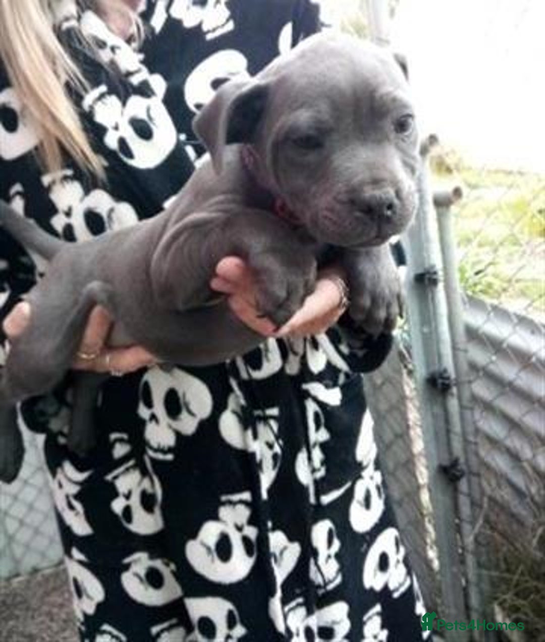 Staffordshire Bull Terrier dogs for sale: Blue Staffordshire Bull Terrier Puppies - Image 4