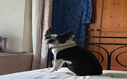 Boston Terrier dogs for stud: Champion Bloodlines KC Boston Terrier Stud Dog in Ebbw Vale - Image 7