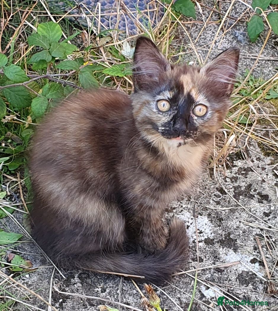 Mixed Breed cats Beautiful Kittens  - Advert 13