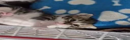 Domestic Shorthair cats for sale: Kitten looking for an extra special home - Advert 6
