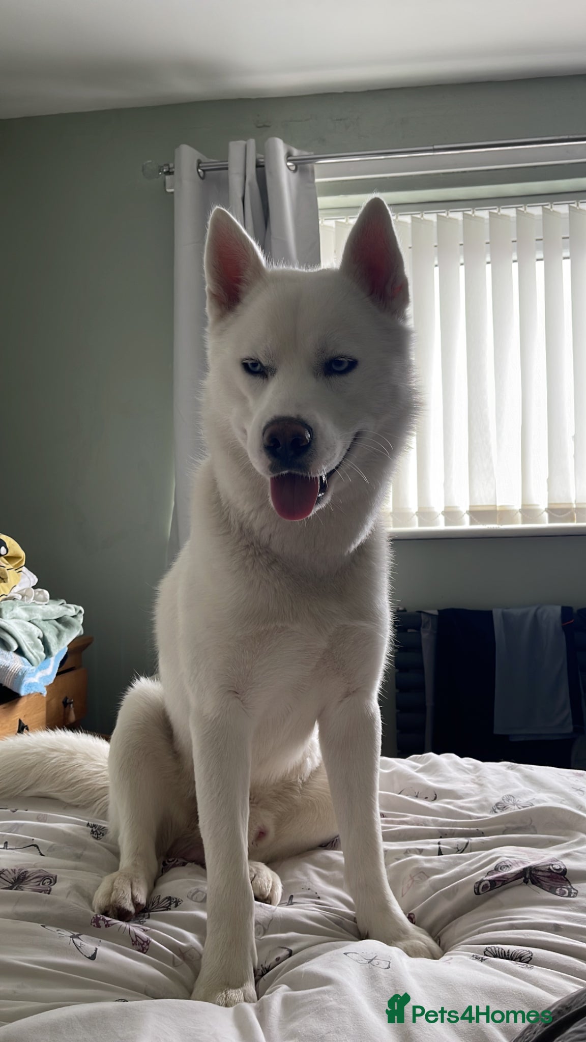 Siberian Husky dogs for stud: Siberian husky in Gateshead - Advert 1