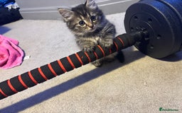 British Shorthair cats for sale: 7 kittens  - Image 3