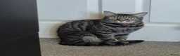 Bengal cats for sale: Handsome Bengal X Domestic Shorthair (Indoor Cat) - Advert 6