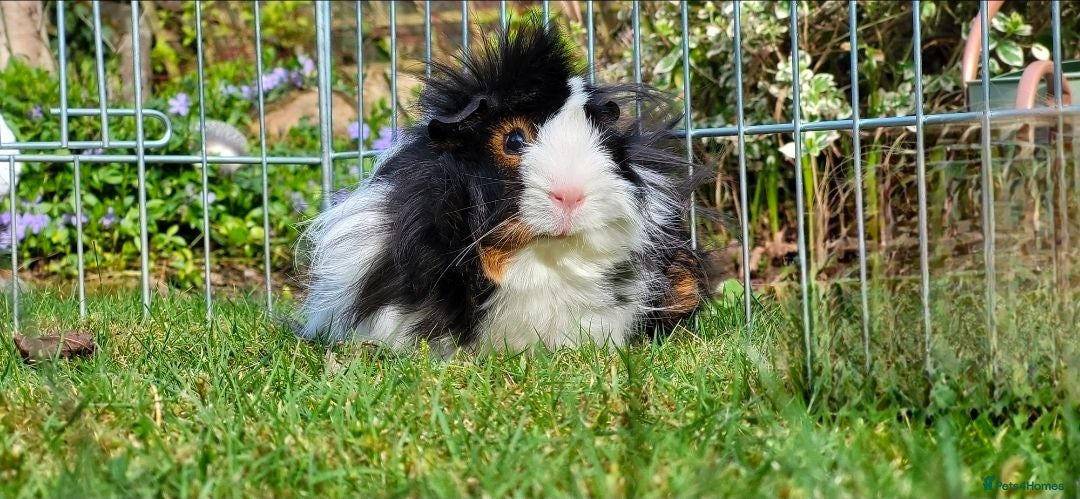 Guinea Pig rodents Female Guinea Pig - Advert 3